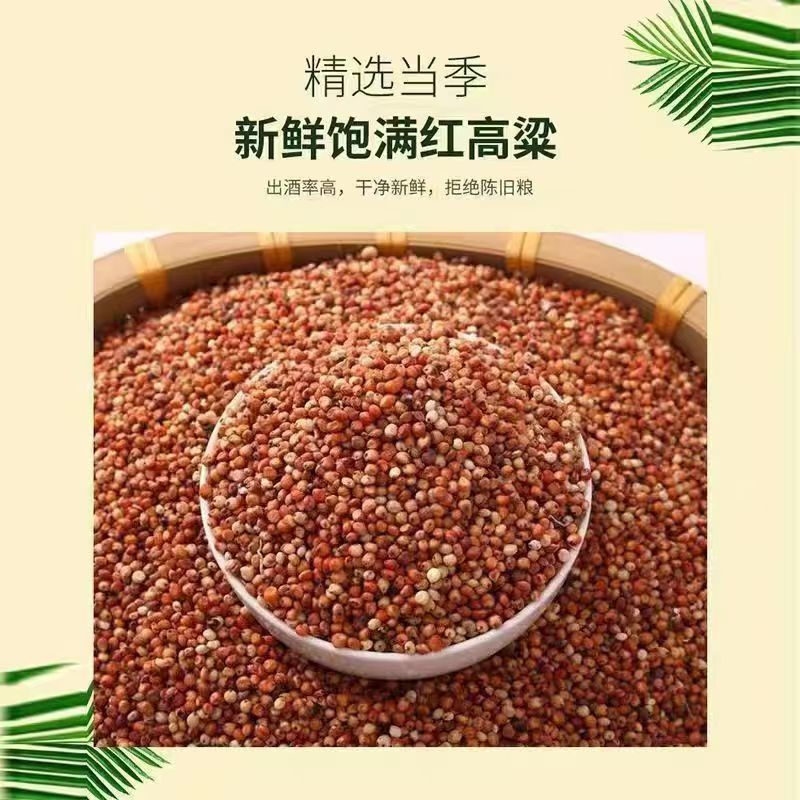 内蒙古红高粱产区直发保质保量供货10月上市