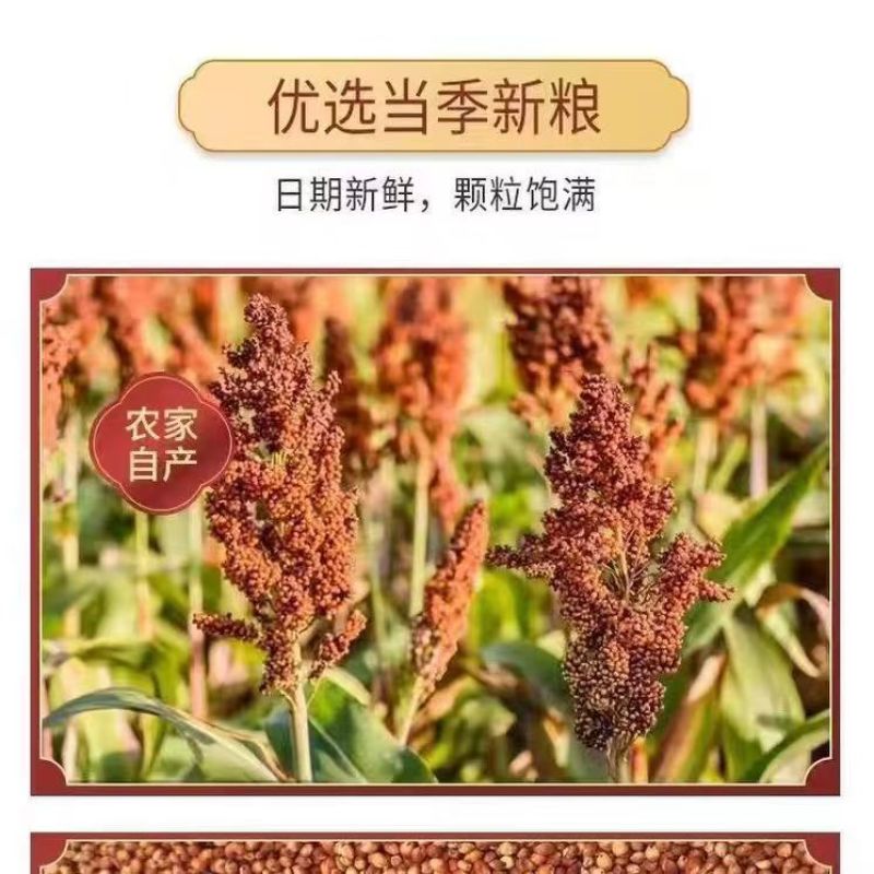 内蒙古红高粱产区直发保质保量供货10月上市
