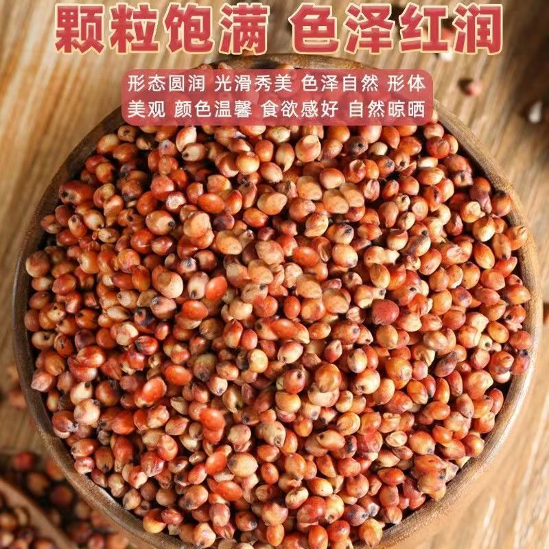 内蒙古红高粱产区直发保质保量供货10月上市