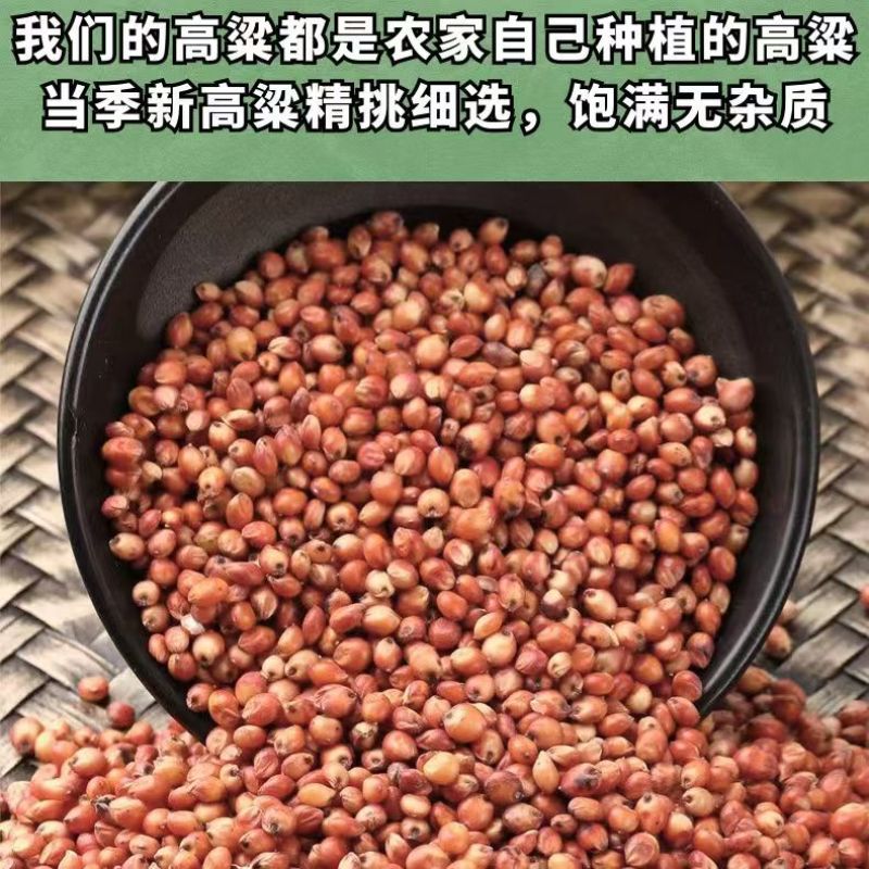 内蒙古红高粱产区直发保质保量供货10月上市