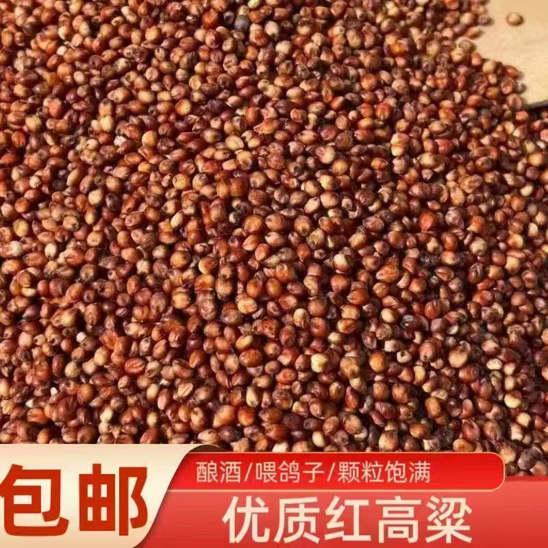 内蒙古红高粱产区直发保质保量供货10月上市