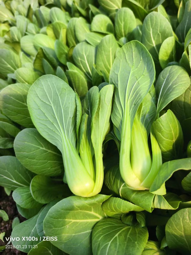 【推荐】曹县上海青/油菜精品叶菜，热门产区源头，欢迎来电