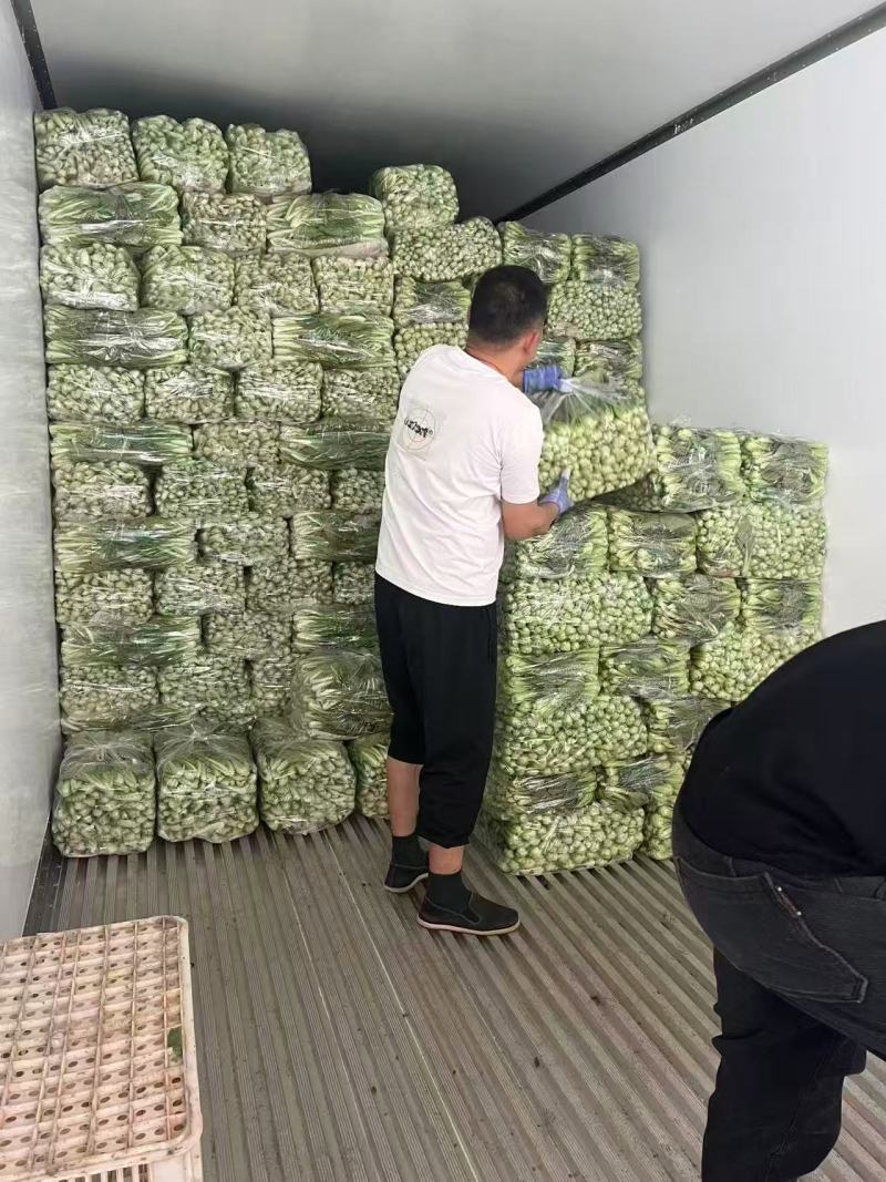 【推荐】曹县上海青/油菜精品叶菜，热门产区源头，欢迎来电