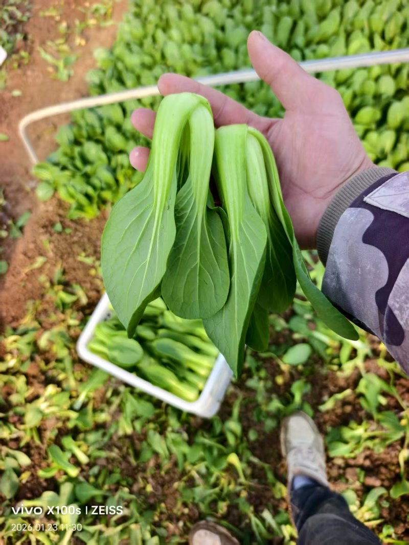 【推荐】曹县上海青/油菜精品叶菜，热门产区源头，欢迎来电