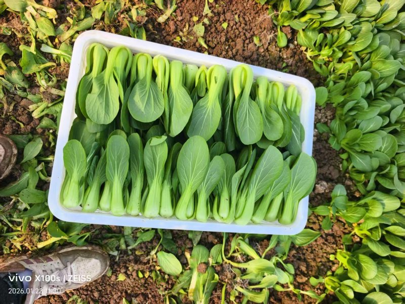 【推荐】曹县上海青/油菜精品叶菜，热门产区源头，欢迎来电