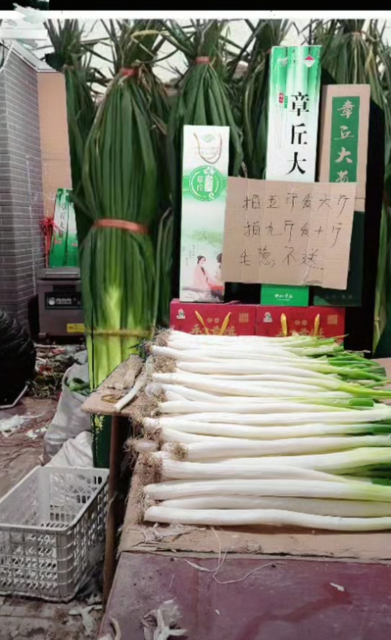章丘大葱