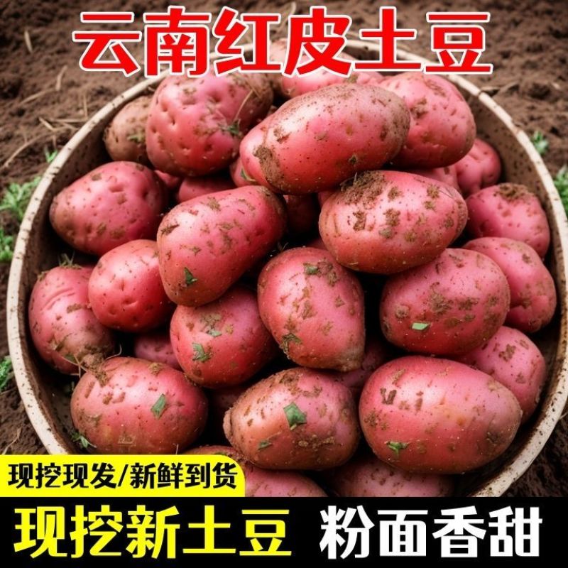 云南青暑九号大量上市，精品规格齐全品质保障欢迎咨询