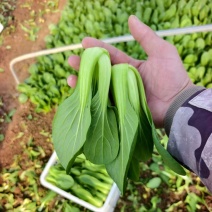 【推荐】曹县上海青/油菜精品叶菜，热门产区源头，欢迎来电
