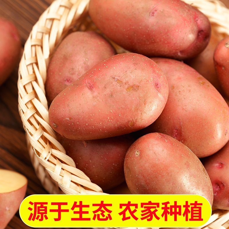 云南精品土豆大量上市规格齐全品质保障欢迎咨询