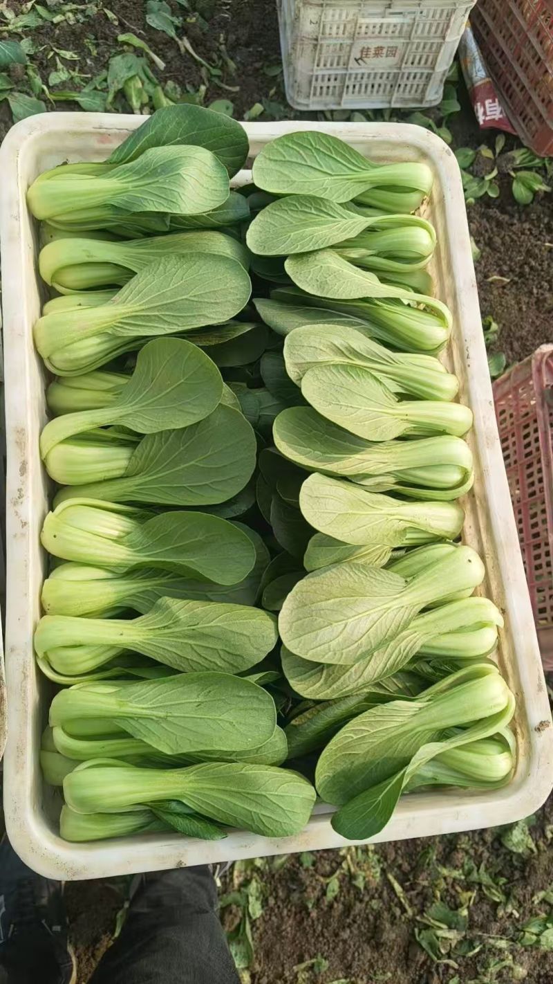 【推荐】曹县上海青/油菜精品叶菜，热门产区源头，欢迎来电