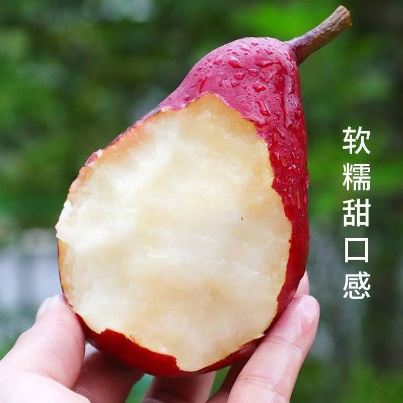 梨树苗嫁接红梨新品种红啤梨苗盆栽地栽南北方均种当年结果
