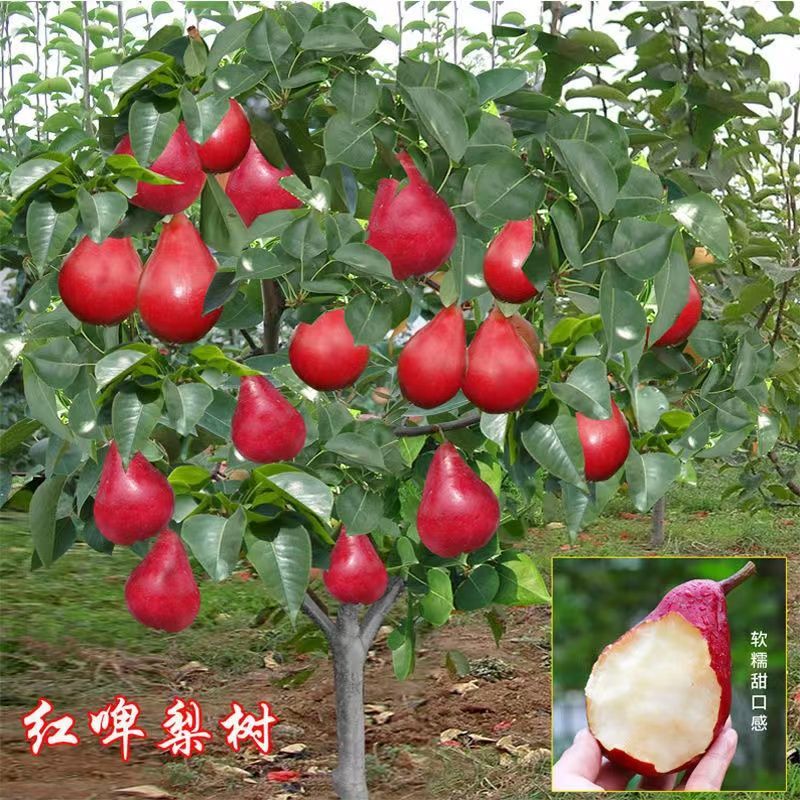 梨树苗嫁接红梨新品种红啤梨苗盆栽地栽南北方均种当年结果