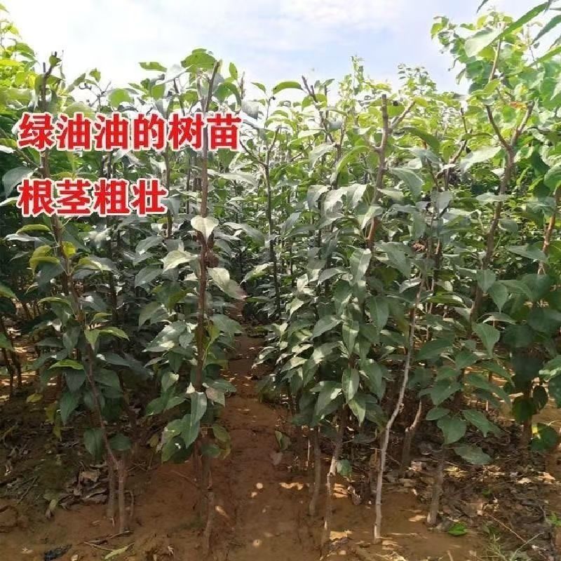梨树苗嫁接红梨新品种红啤梨苗盆栽地栽南北方均种当年结果