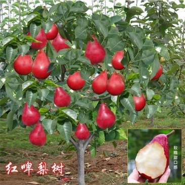 梨树苗嫁接红梨新品种红啤梨苗盆栽地栽南北方均种当年结果