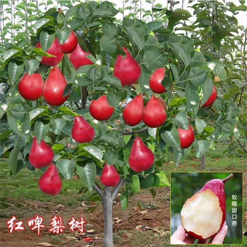 梨树苗嫁接红梨新品种红啤梨苗盆栽地栽南北方均种当年结果