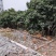野外散养走地鸡土鸡量大可供全国欢迎来电咨询采购