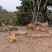 野外散养走地鸡土鸡量大可供全国欢迎来电咨询采购
