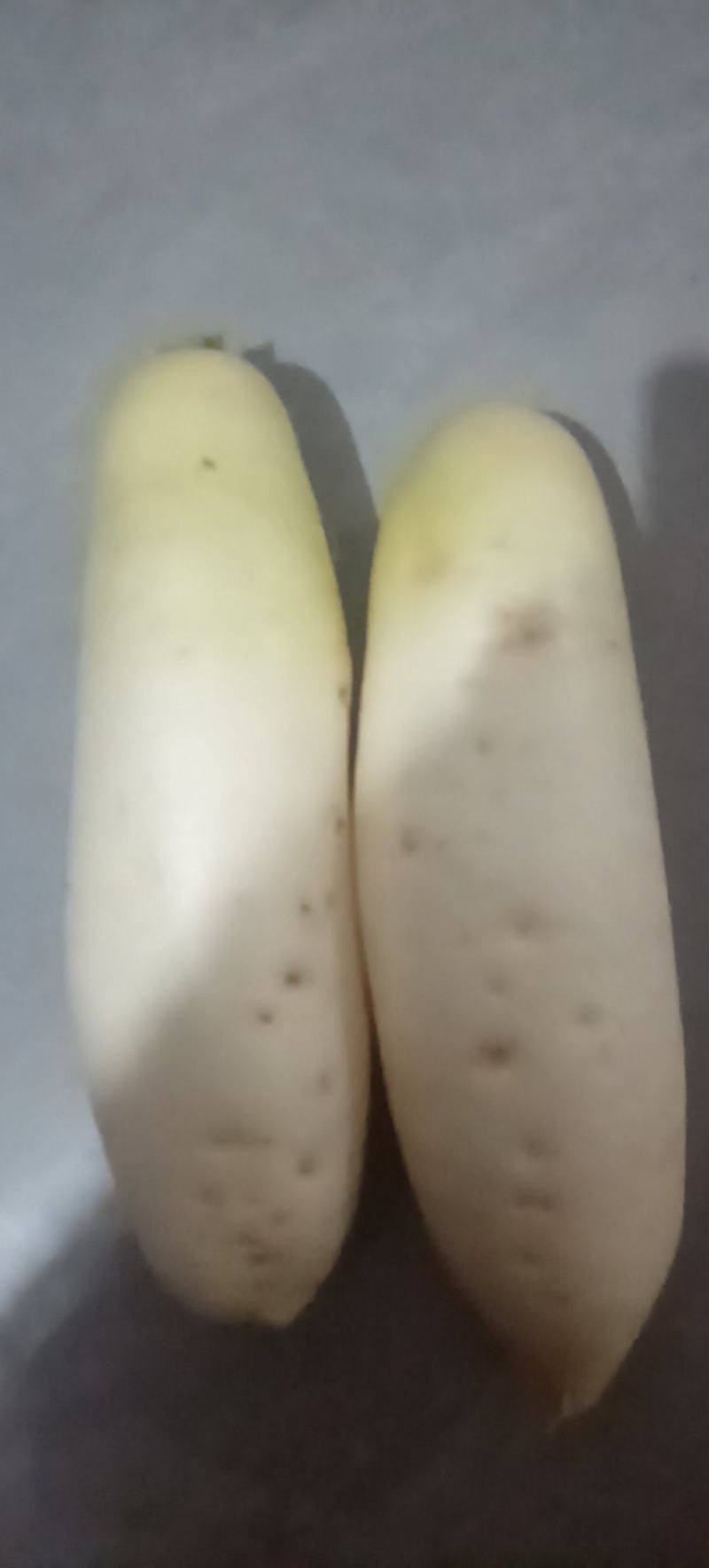 白萝卜大概有5吨