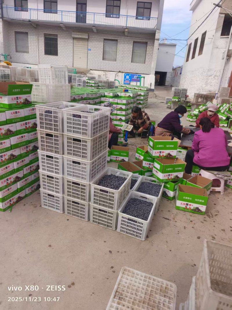 涉县无核黑枣原产地，电商超市批发零售，欢迎来电