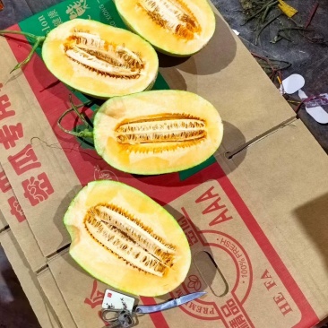 海南乐东小蜜玉菇网纹黄25大量现货有