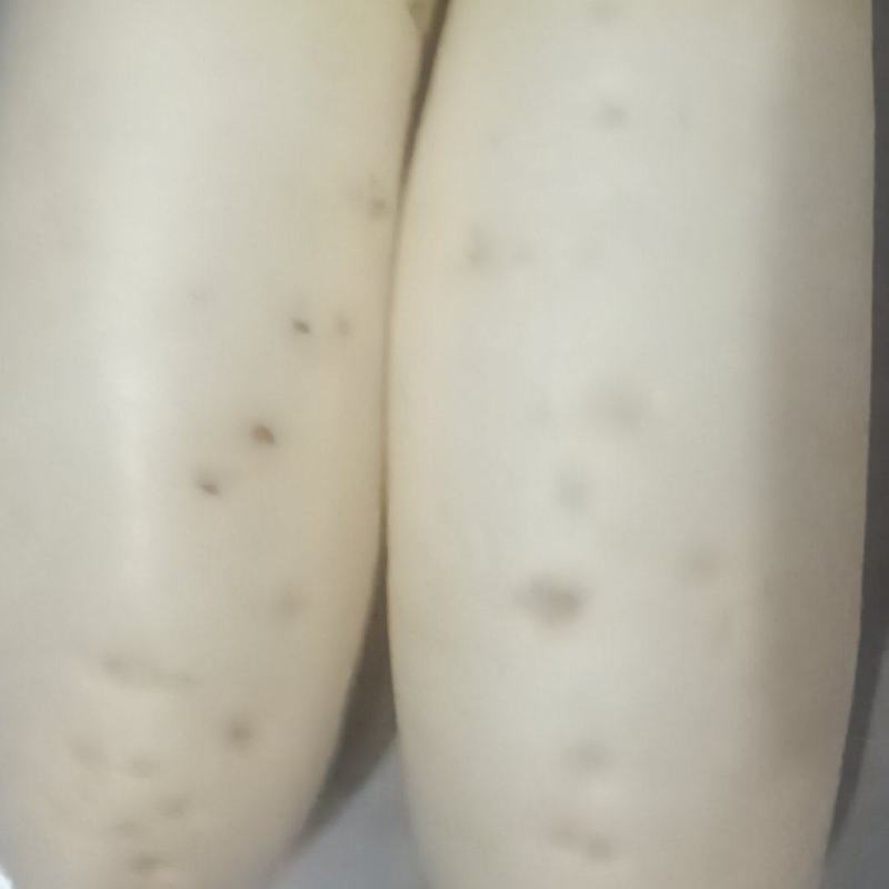 白萝卜大概有5吨