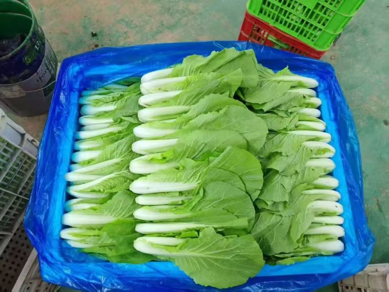 【热门推荐】山东奶白菜小青菜快菜新鲜直供全国，现摘速抢！