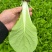 【热门推荐】山东奶白菜小青菜快菜新鲜直供全国，现摘速抢！