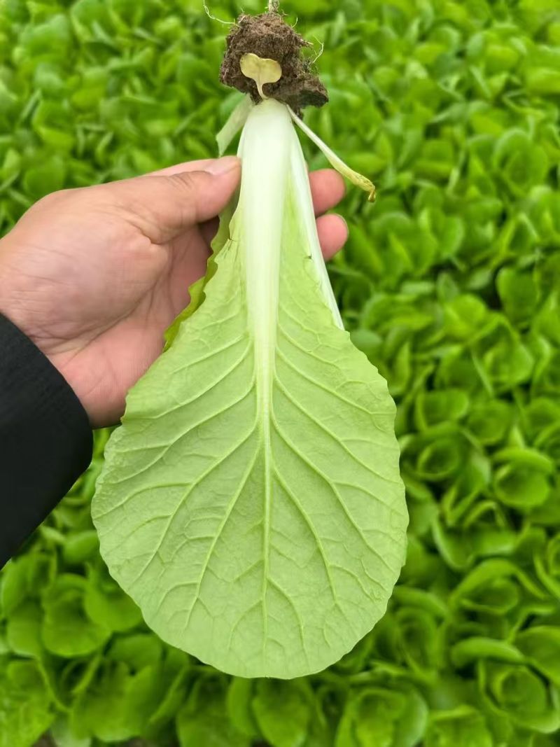 【热门推荐】山东奶白菜小青菜快菜新鲜直供全国，现摘速抢！