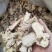当归头片无硫当归头片甘肃岷县当归头切片产地直销