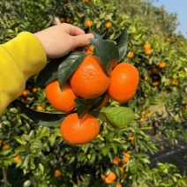 清水沃柑，产地一手货源，量大优惠，对接全国市场电商