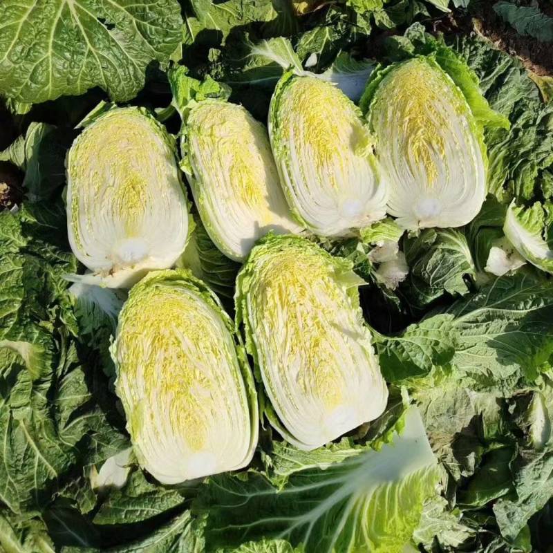 精品黄心大白菜