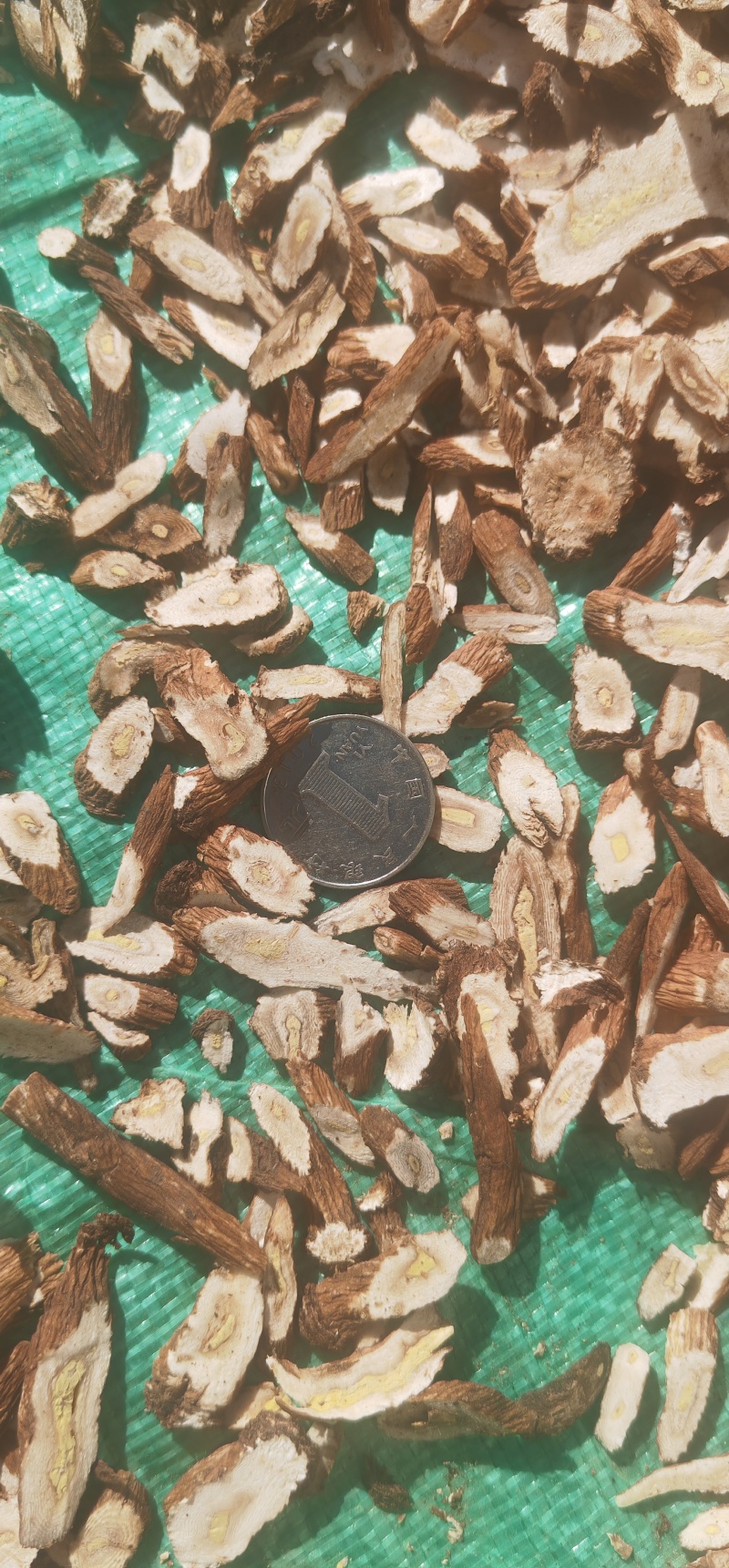 生蒲公英根切片自然晾晒婆婆丁根切片生根切片