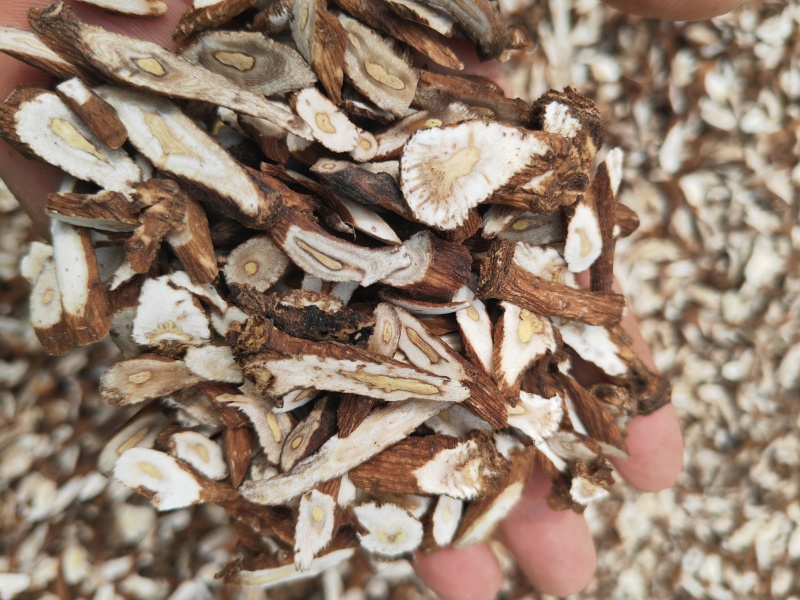 生蒲公英根切片自然晾晒婆婆丁根切片生根切片