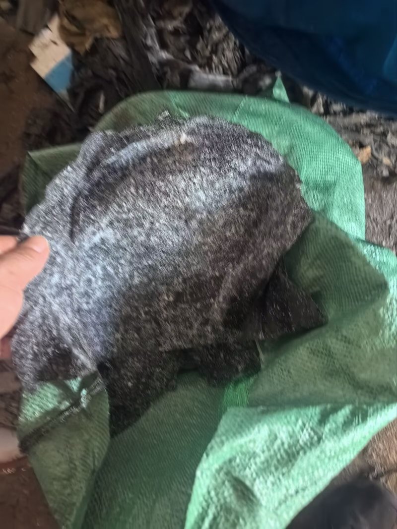 盐渍海带