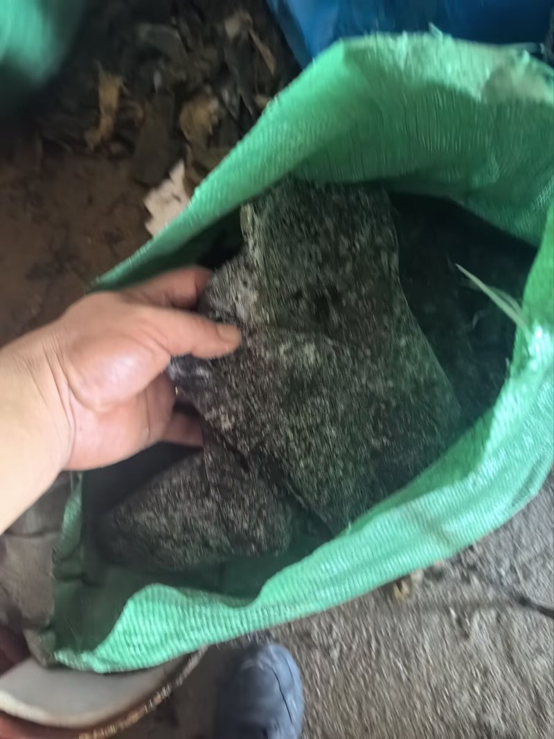 盐渍海带