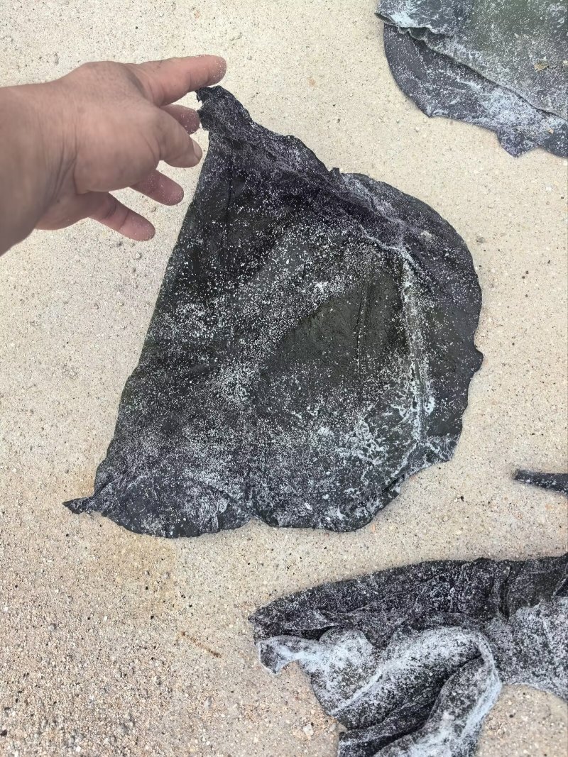 盐渍海带