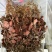 红霞金线莲开花干品种植户直发价格优惠欢迎下单品尝