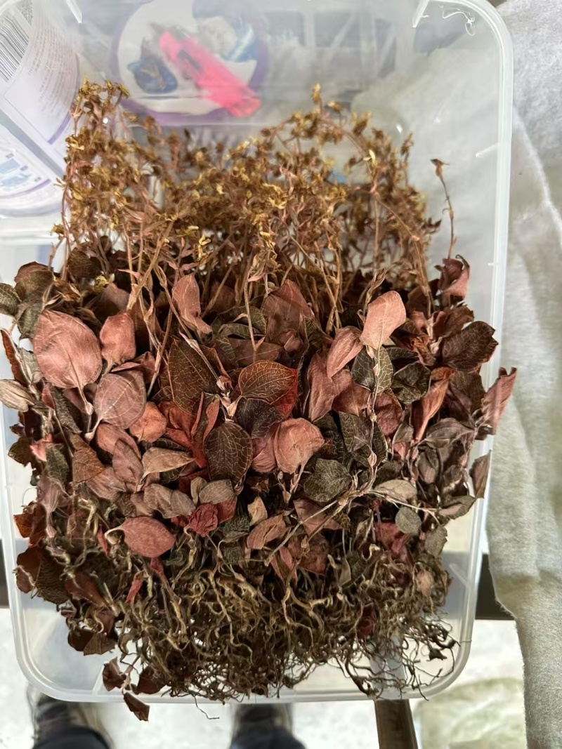 红霞金线莲开花干品种植户直发价格优惠欢迎下单品尝