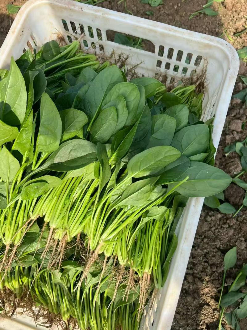山东精品菠菜，热门产区直发，一手货源诚邀全国老板询购️。