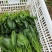 山东精品菠菜，热门产区直发，一手货源诚邀全国老板询购️。