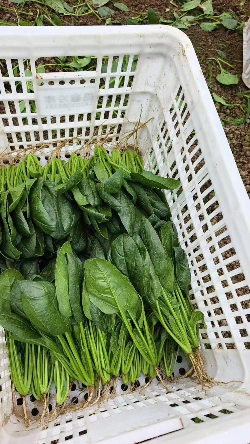 山东精品菠菜，热门产区直发，一手货源诚邀全国老板询购️。