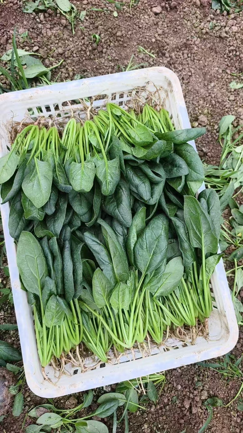 山东精品菠菜，热门产区直发，一手货源诚邀全国老板询购️。