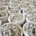 大量批发手工卤料包