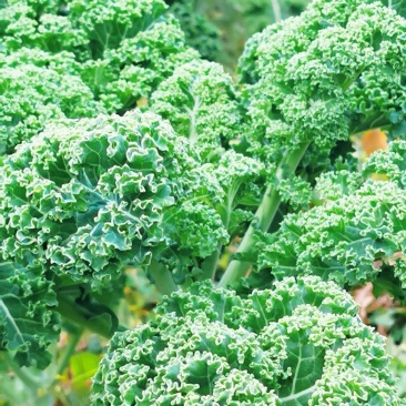桂林市绿色生态种植基地新鲜羽衣甘蓝直销欢迎采购实地考察
