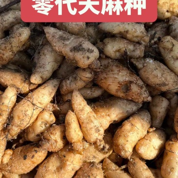 天麻种子