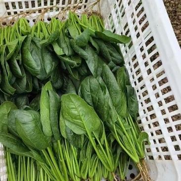 山东精品菠菜，热门产区直发，一手货源诚邀全国老板询购️。