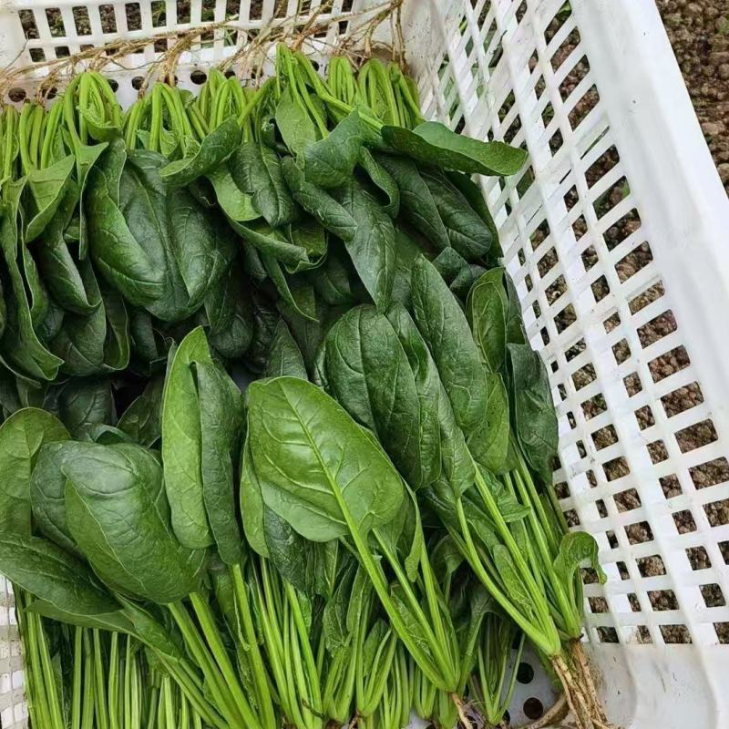 山东精品菠菜，热门产区直发，一手货源诚邀全国老板询购️。