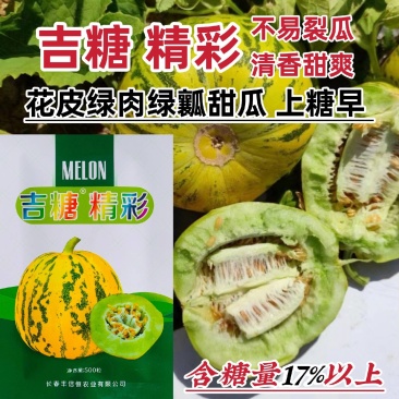 吉糖精彩甜瓜大果高糖耐裂果耐热高产大田基地种植精品甜瓜种