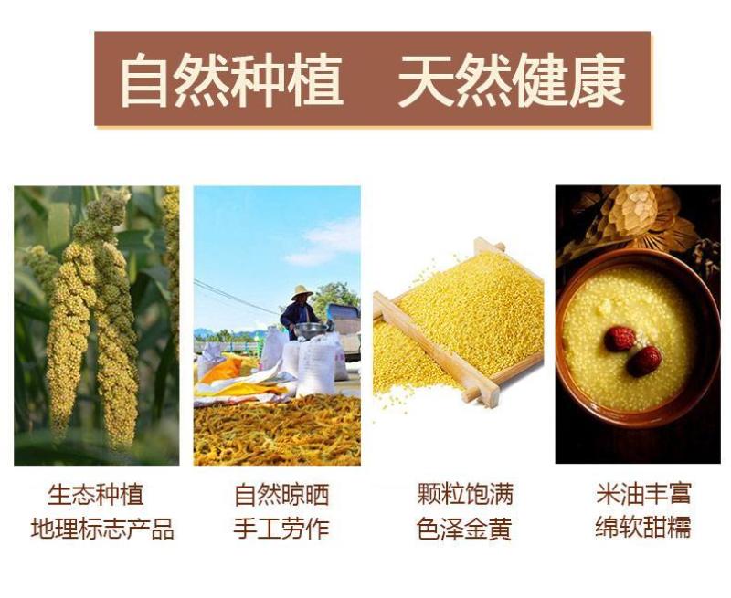 山东章丘龙山小米