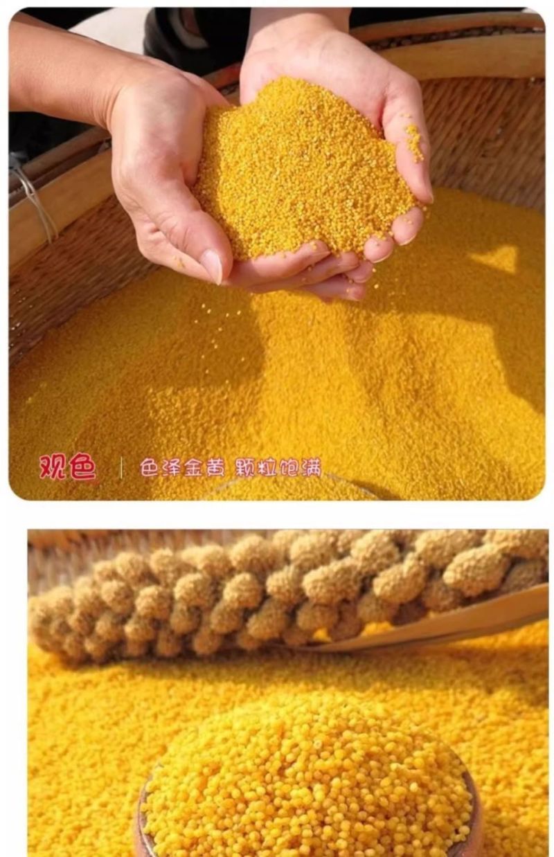 山东章丘龙山小米